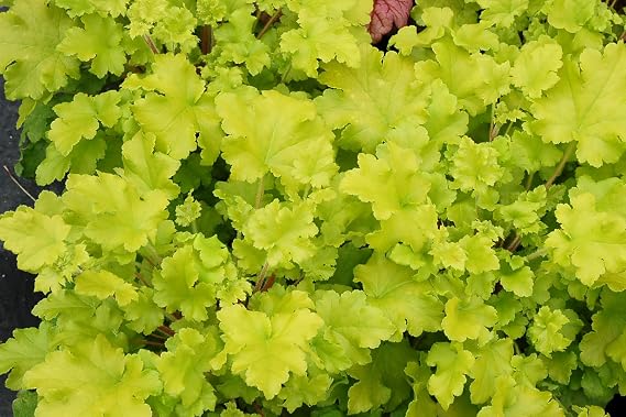Perennials Gears 3 x Heuchera Hybrid 'Lime Marmalade' Purple Bell