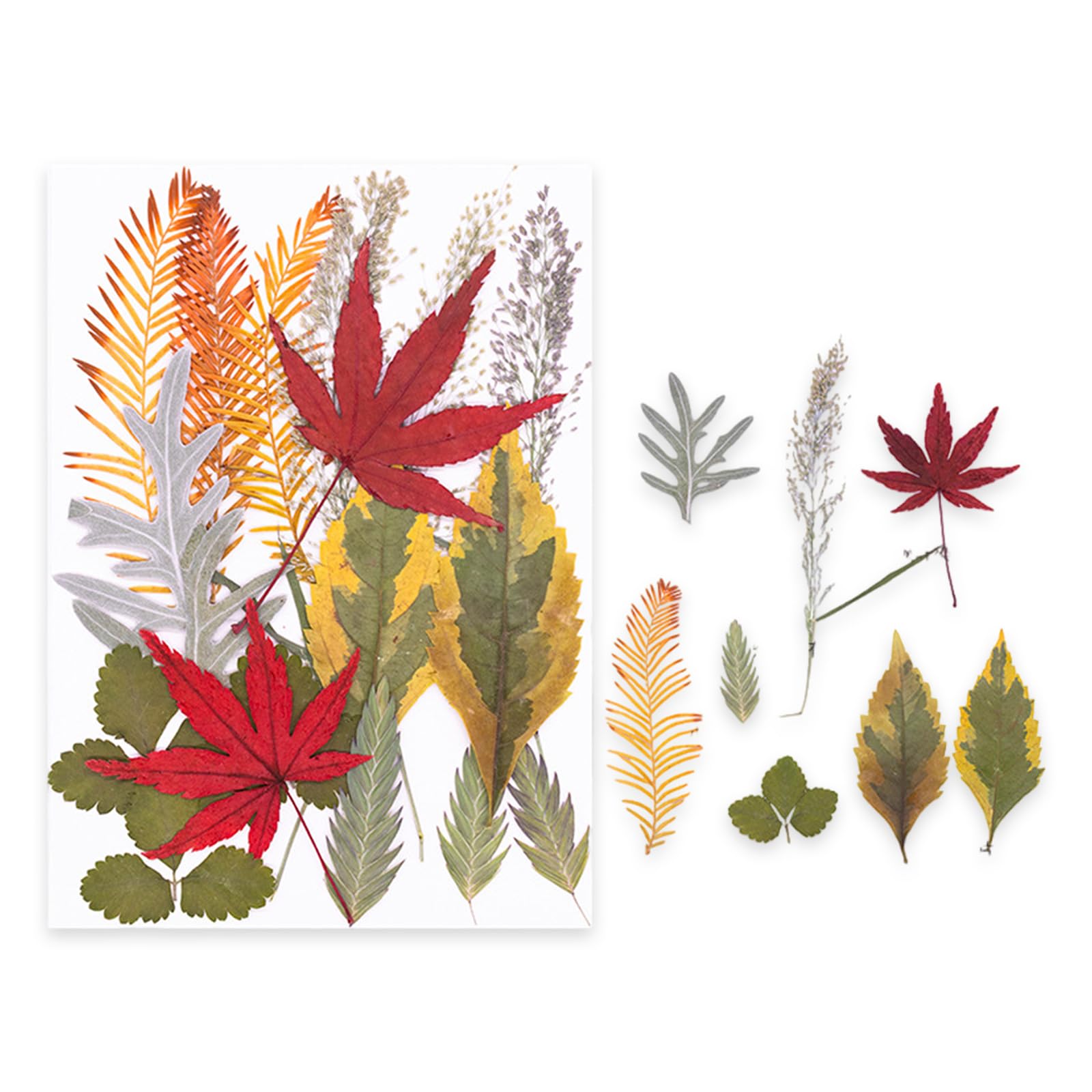 NVOQILIN Natural Flower Preservations Set Home Decors Dried Flower for Scrapbooking Wedding Decorations and Artistic Designs Dried Set Preserved Plant Art Supplies Gifts