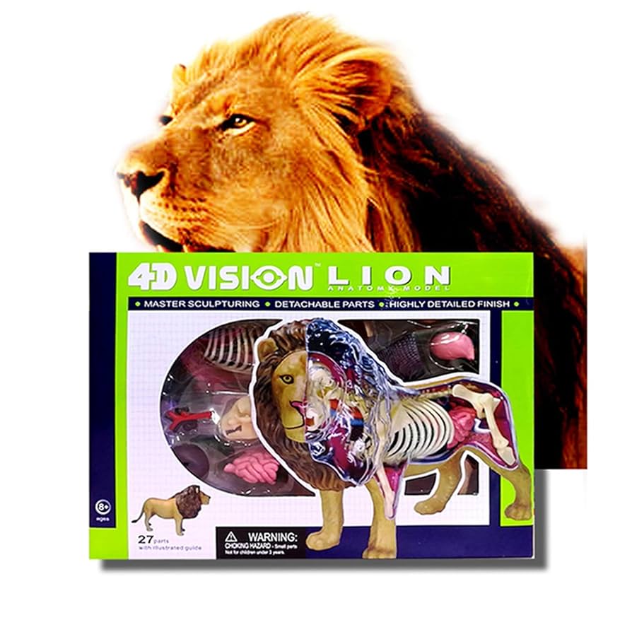 海外作家様作　アートドール　ライオンの子供 Amazon.co.jp: ライオンスケルトン解剖学モデル-4Dビジョン