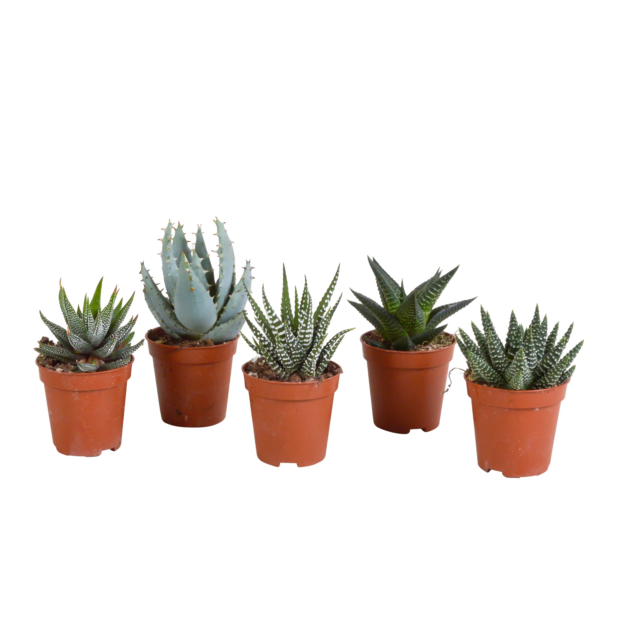 Mix Piante Grasse Gasteria Haworthia, Senza Vaso, Interno, 5.5cm, Set da 5