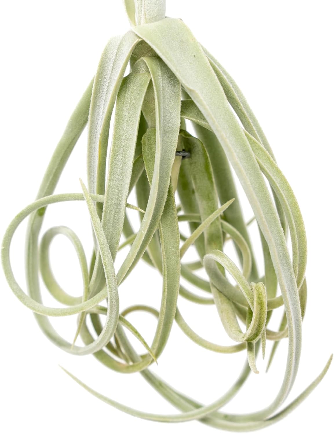 Tillandsia Duratii - Live Tillandsia Succulent House Plants - Home and Garden Decor - Easy Care Indoor/Outdoor Plants (Pack of 3)