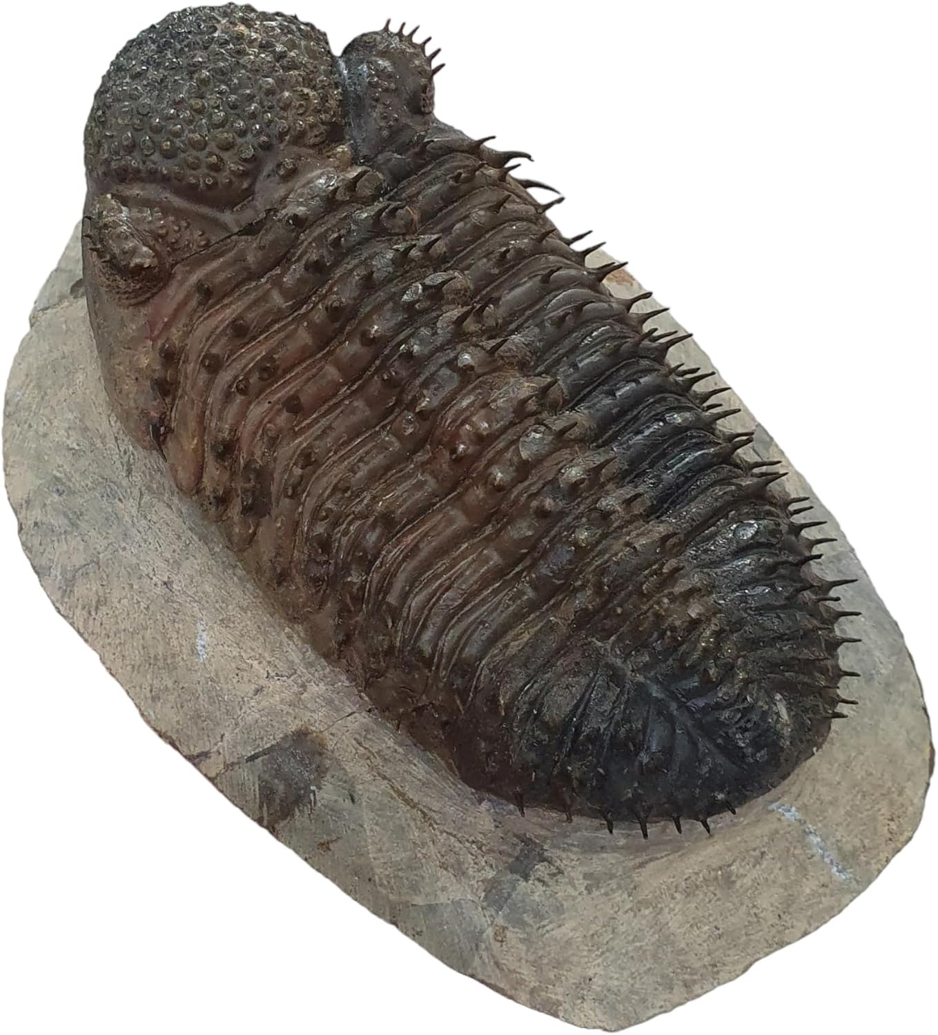 Drotops Megalomanicus Morocco Trilobite Fossil Fossils TRMD51