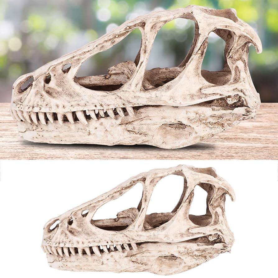 Dinosaur Skull Replicas For Sale - Skeletons And Skulls Superstore
