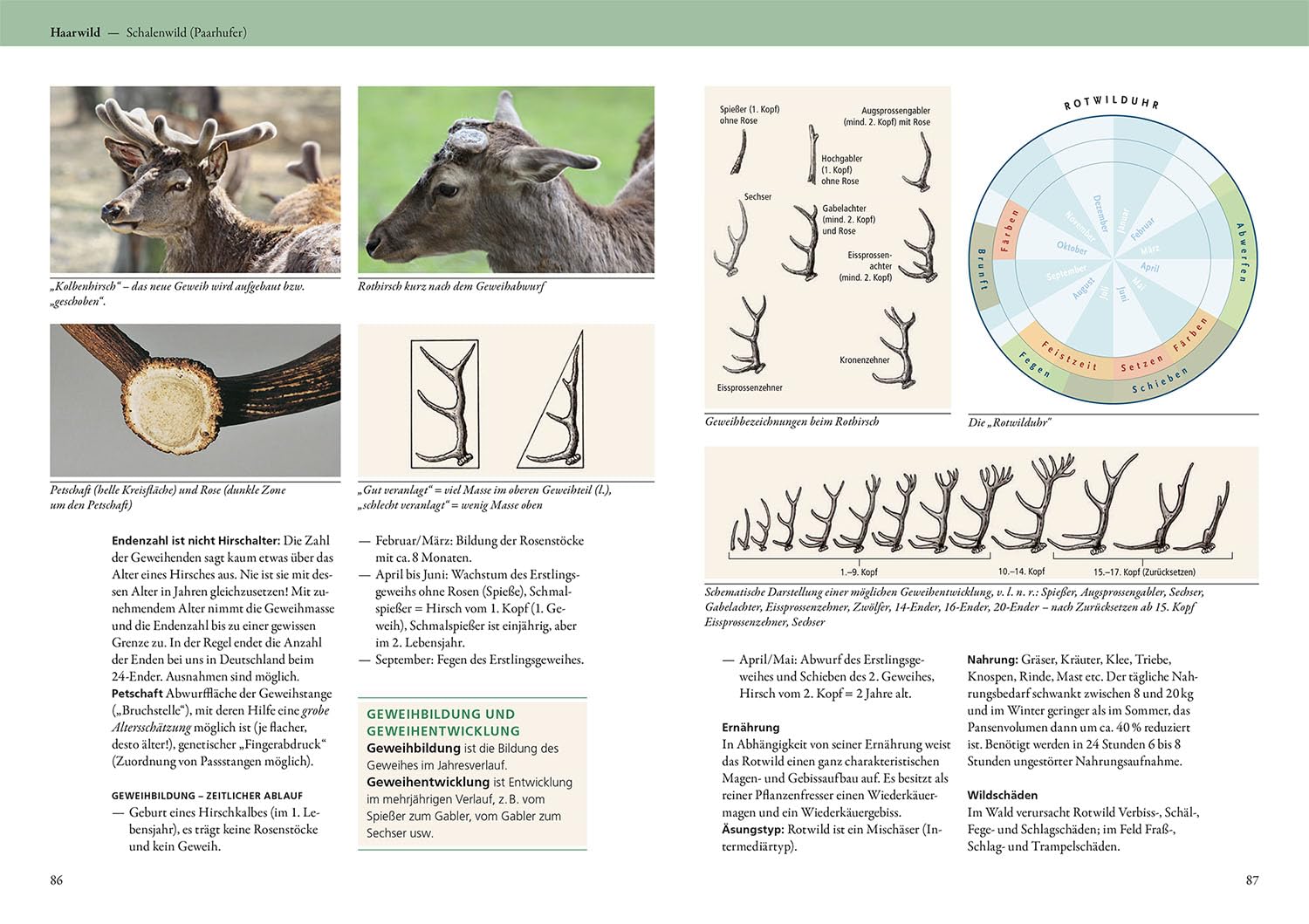 Grundwissen Jägerprüfung: Die ideale Vorbereitung auf die Jägerprüfung; Das Nachschlagewerk: Wildarten und Wildbiologie, Wildbewirtschaftung, Jagdhunde, Waffenkunde, Waldbau, Landbau und Naturschutz