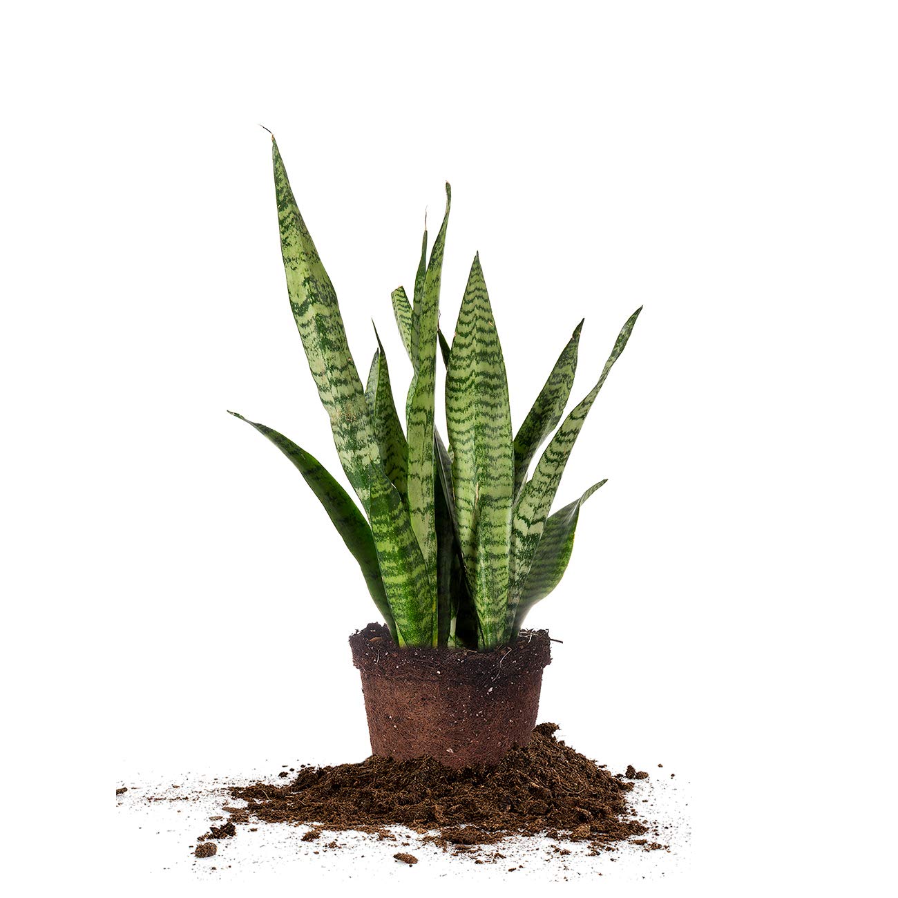 Perfect Plants Sansevieria Zeylanica
