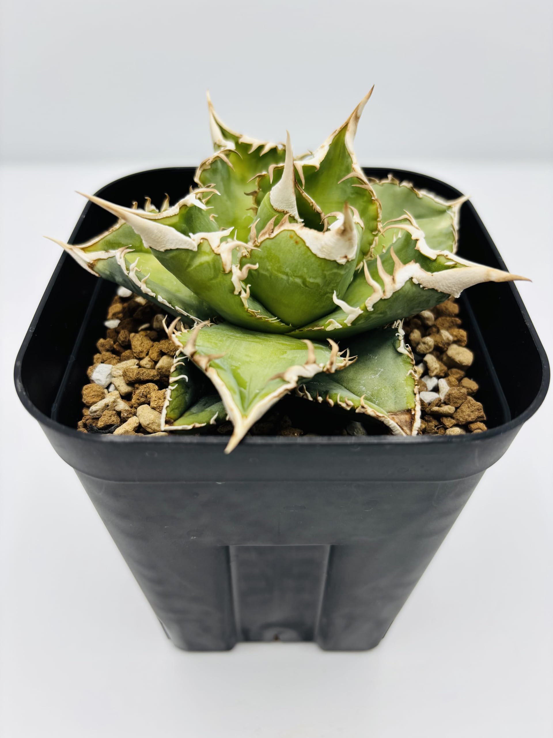 Amazon｜アガベ チタノタ 大白鯊/Agave titanota 'Great White Shark