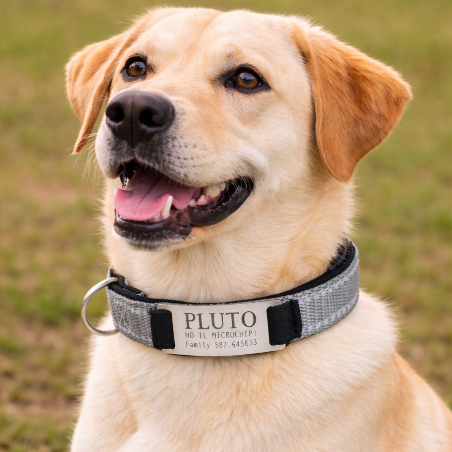 Gruppo Veneziano - collare cane personalizzato - collare cane personalizzabile con targhetta in metallo - linee Catarifrangenti - clip in abs - gancio per guinzaglio