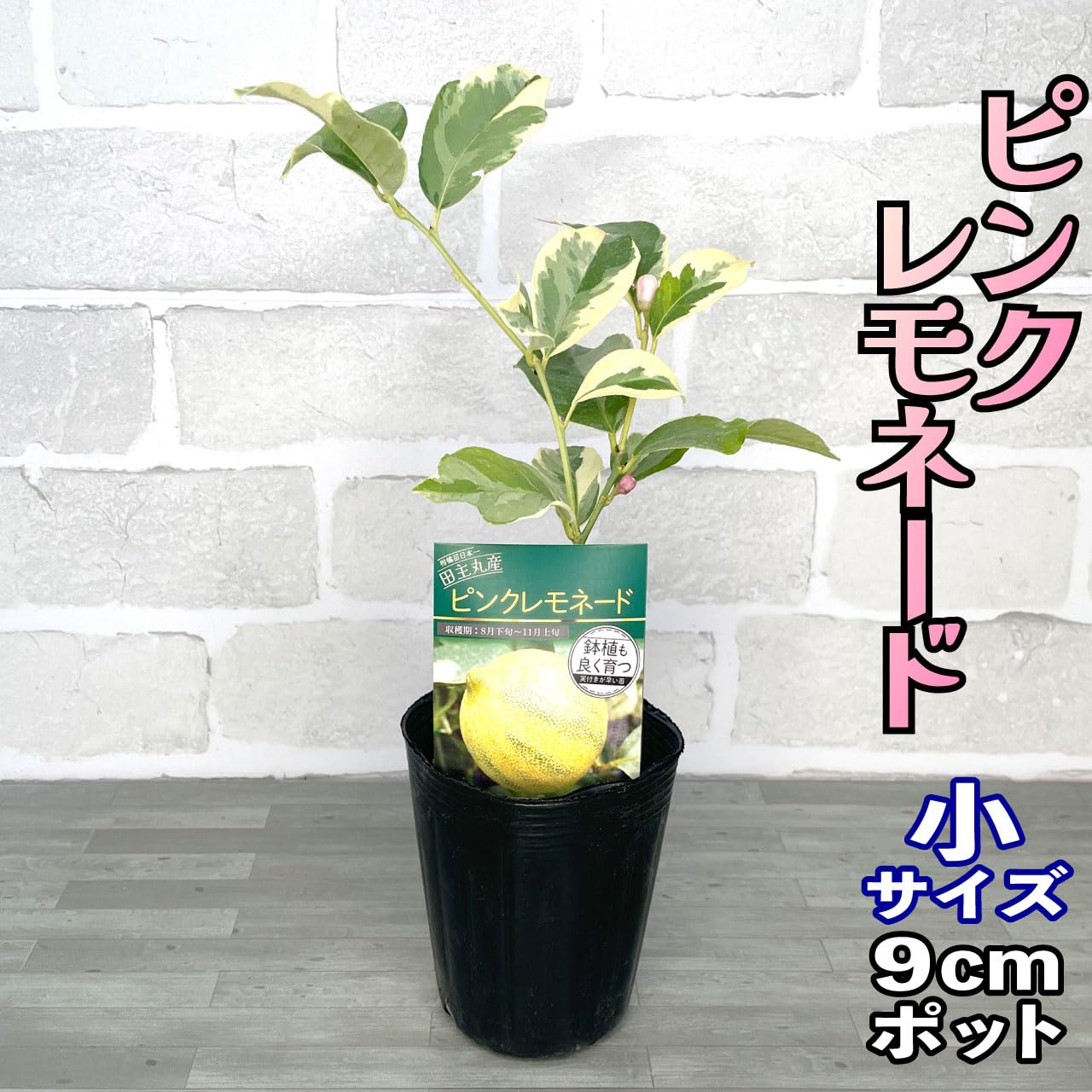 Amazon.co.jp: レモン ピンクレモネード 苗木 [小] 9cmポット 【自宅で