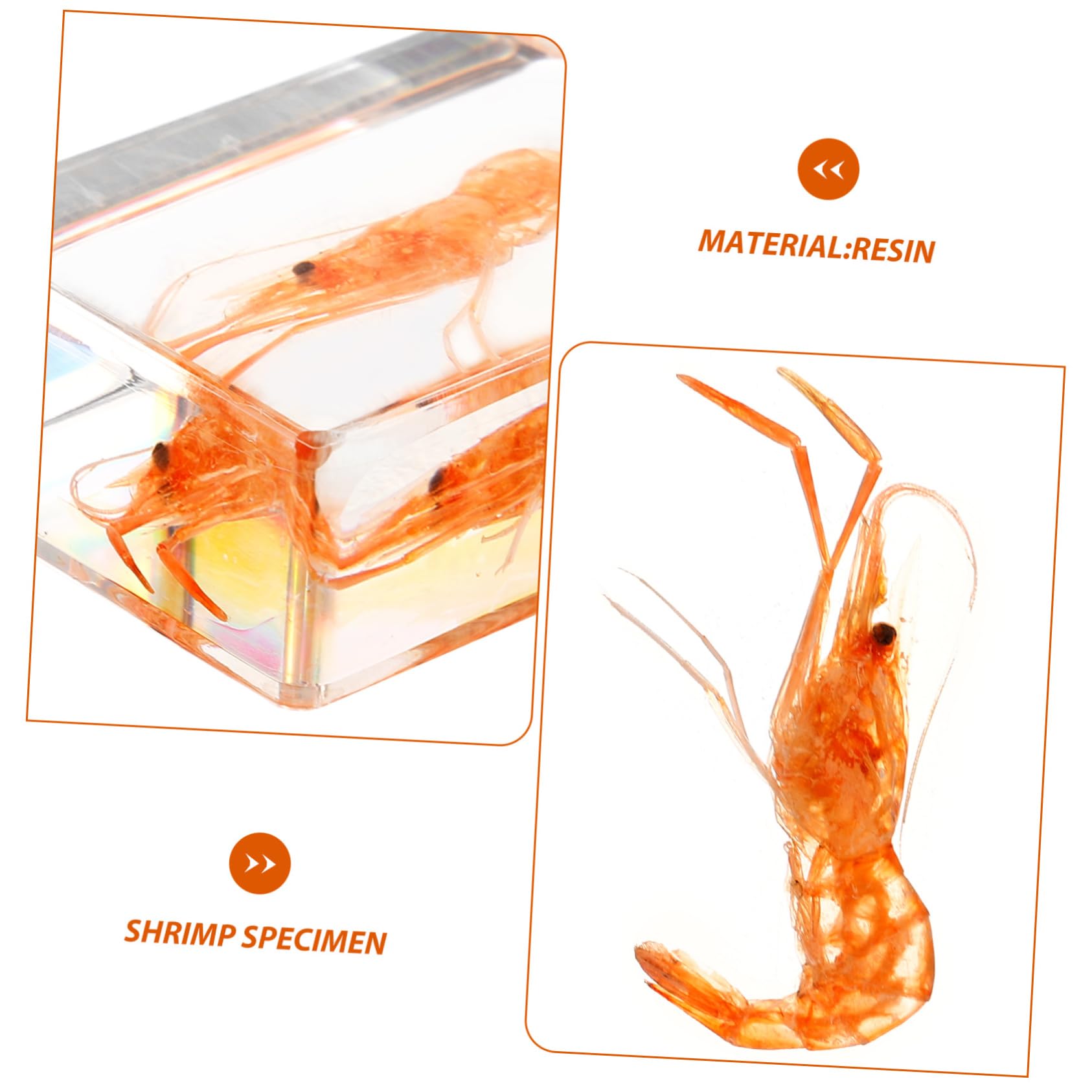 Produktbild von 3er-Set Insektenexemplar Aus Harz – Transparente Garnelen-Deko, Wasserfest & Leicht – Als Sammlung, Lehrmittel Oder Geschenk