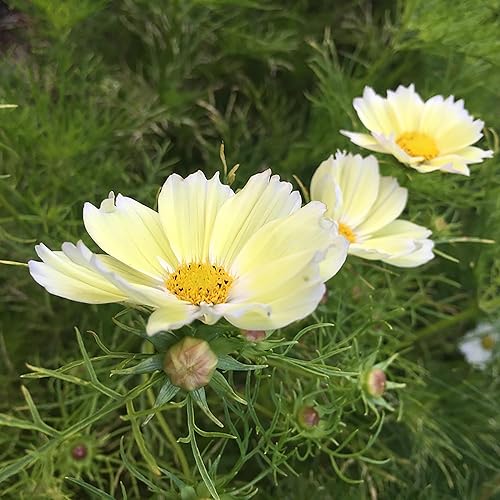 Miniatura 5 de QAUZUY GARDEN 1000 semillas amarillas de cosmos para plantar, hermosas flores de reliquia, fáciles de cultivar, crecimiento rápido, gran regalo de