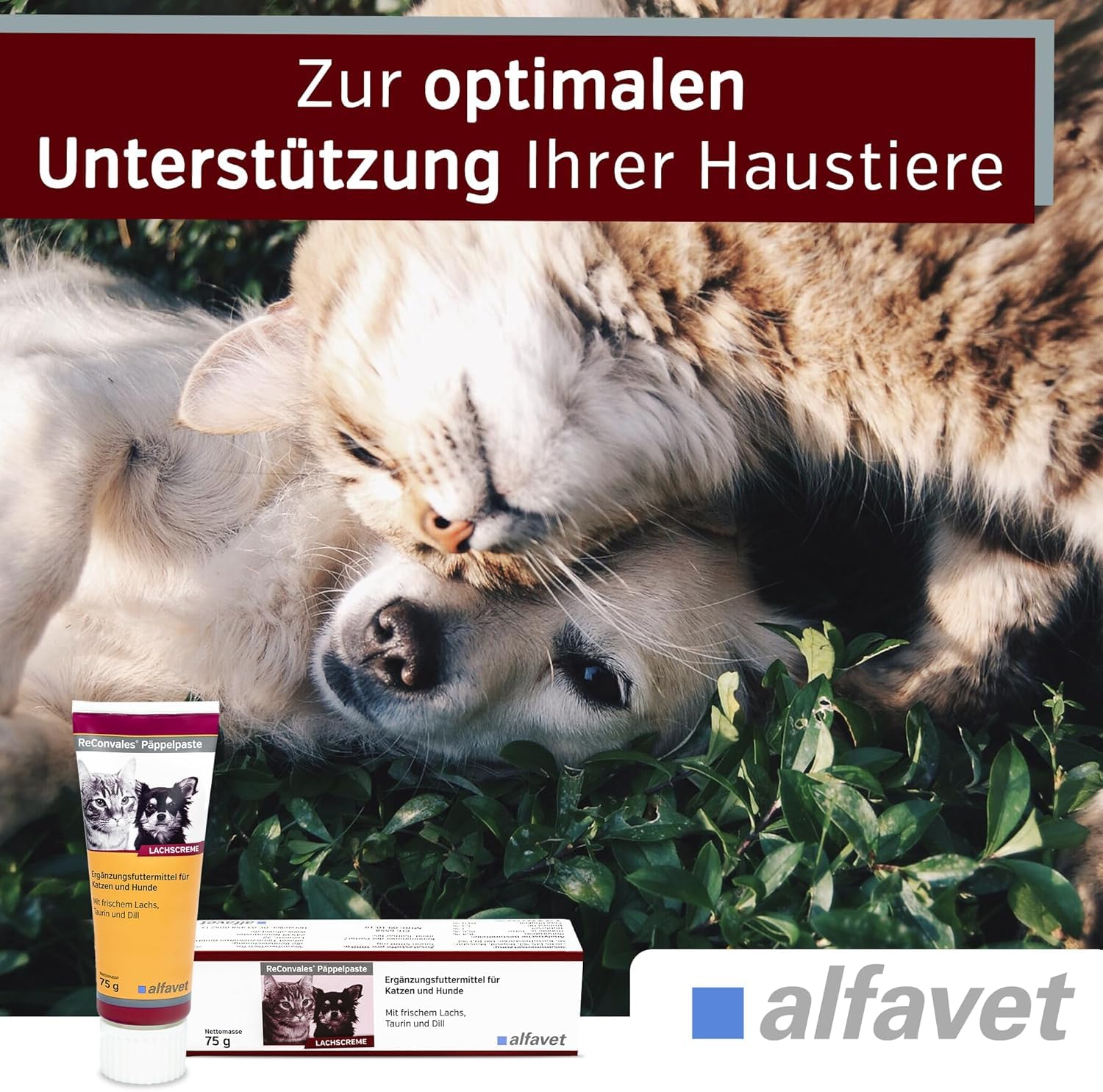Alfavet ReConvales Päppelpaste - Crema de salmón - Pienso complementario para Perros pequeños y Gatos - 3 x 75g