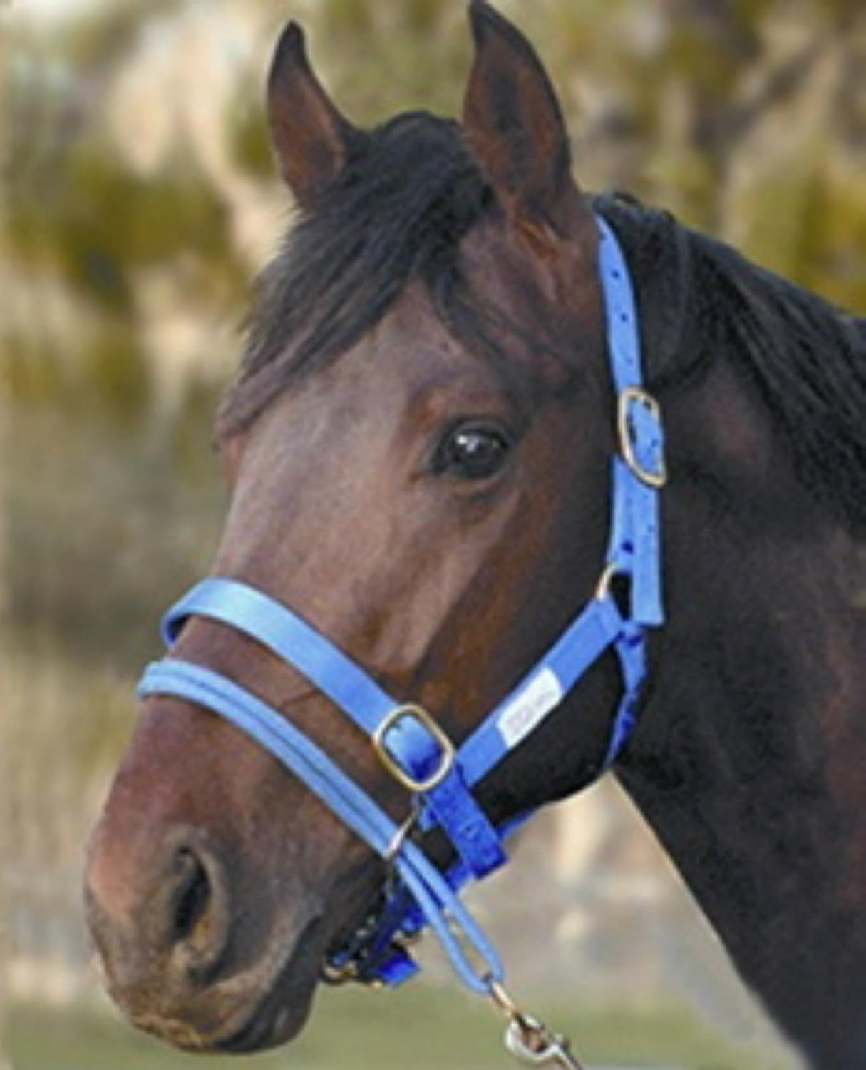 Monty Roberts Dually Headcollar Amazon.co.uk Pet Supplies