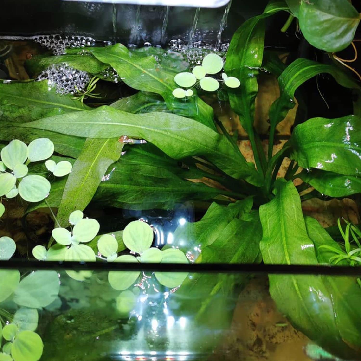 Mainam Amazon Sword XXL Mother Pot Echinodorus Bleheri Live Aquarium Plants Decorations Freshwater Fish Tank Aquatic Plant3 Days