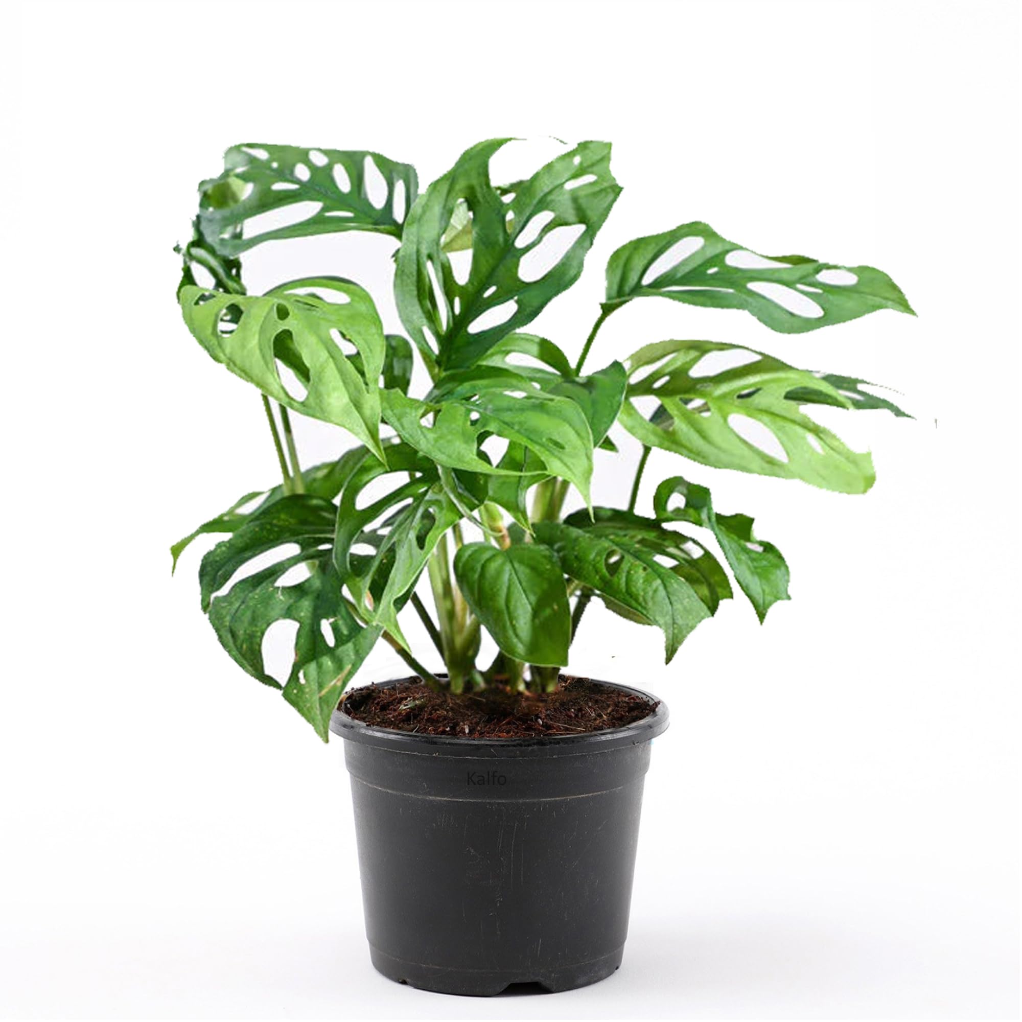 Kalfo Live Broken Heart Plant Monstera Adansonii Broken Heart Plant Adansons monster plant Air Purifying Plant for Home with Black Pot (B0CVHBD37K) Amazon Price History, Amazon Price Tracker