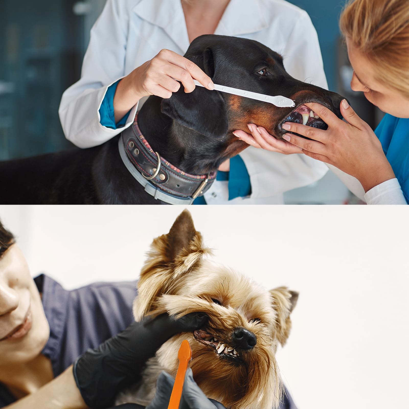 Cepillo de dientes para mascotas DU-CWYS-003-N3.