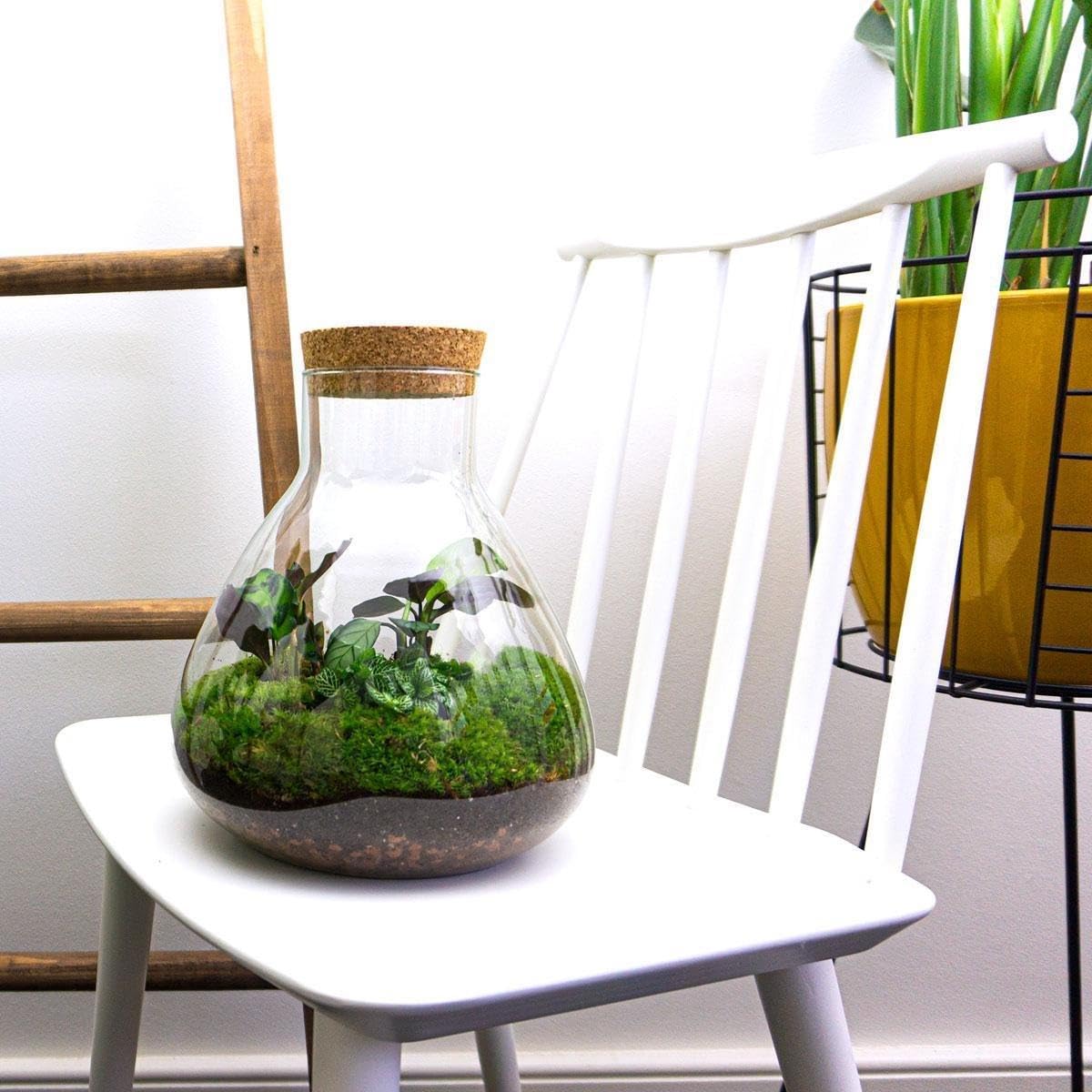 DIY Planten terrarium met licht - Sam XL Red - 30 cm ↑ 32 cm - No tools
