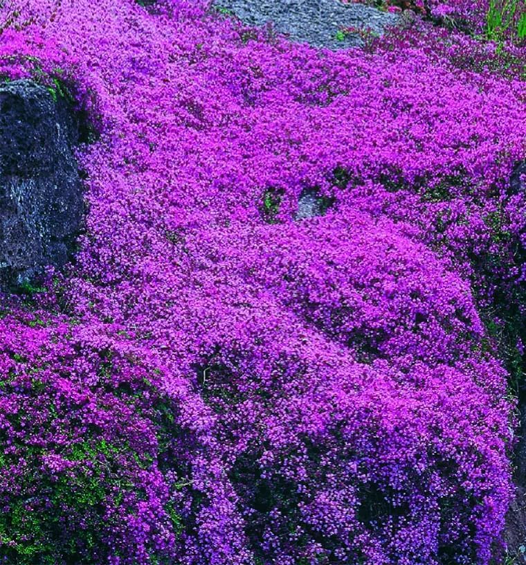 Miniatura 4 de Más de 21000 semillas de tomillo rastrero para plantar al aire libre, plantas de flores perennes en el hogar, jardín, patio trasero, sin OMG