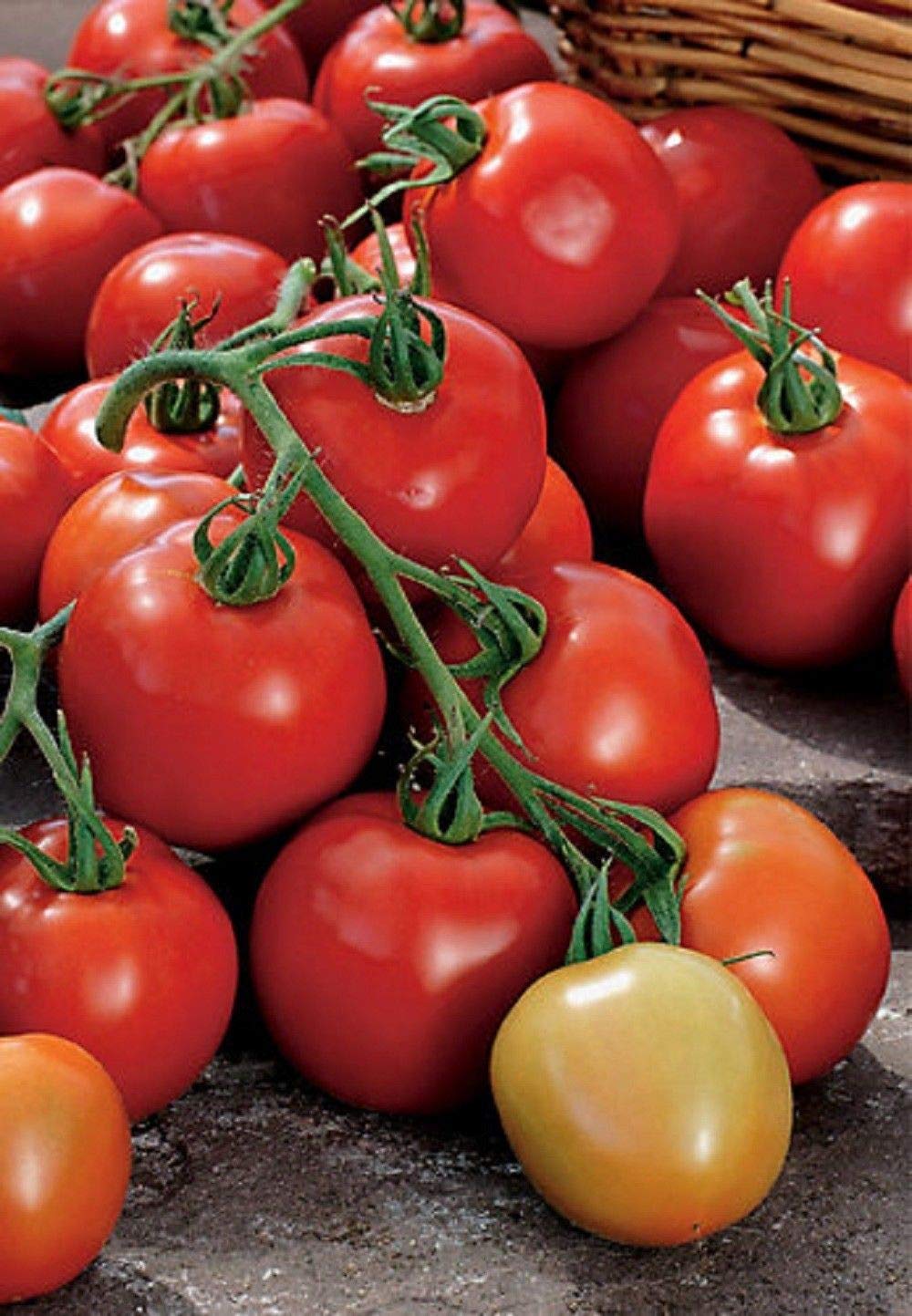 Tomosa F1 Hybrid Tomato Seeds - Excellent choice for home gardens, greenhouses! (50 - Seeds)