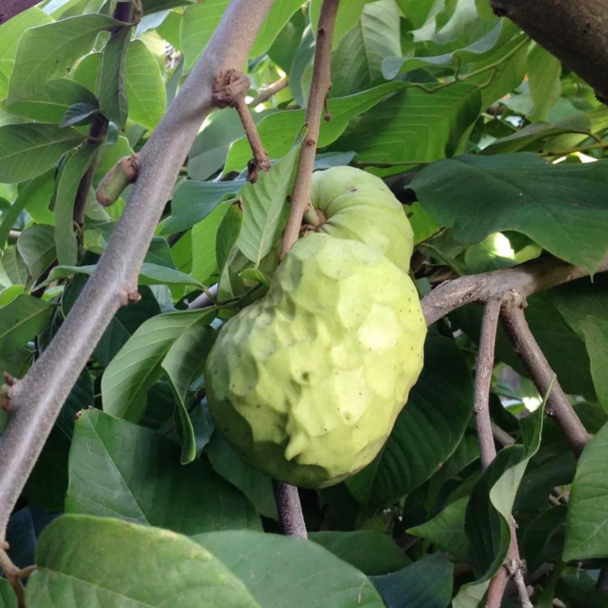 20Pcs Custard Apple Seeds for Planting Cherimoya Seeds Fresh Non-GMO Tropical Fruit Tree Seeds for Home Garden Bonsai by YEGAOL Garden