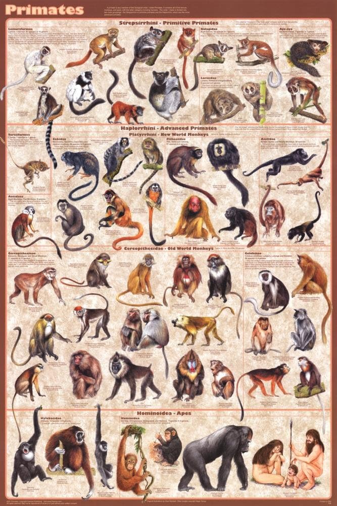 Feenixx Primates Educational Poster, 24 x 36 Inch, Paper, Glossy Finish, Wall Mount, Modern, Contemporary Style, Classroom, Monkey, Ape, Gorilla, Chimpanzee, Indoor Use