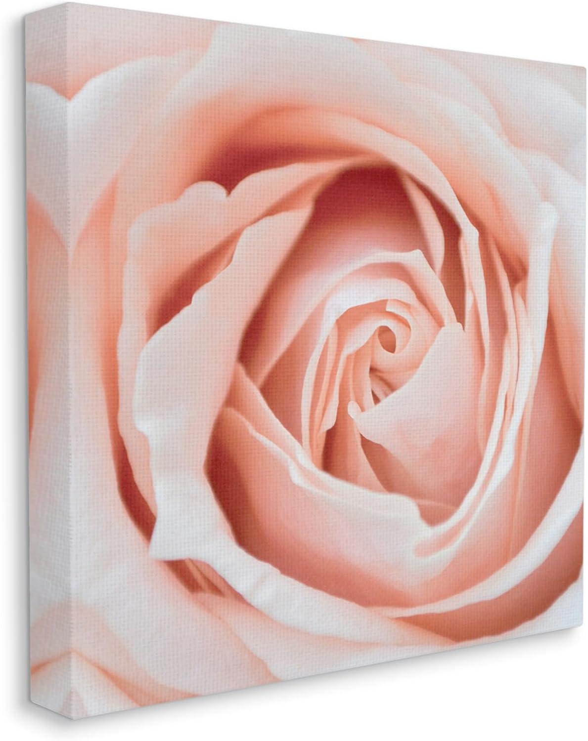 Stupell Industries Pink Close Up Rose Canvas Wall Art by LSR Design Studio