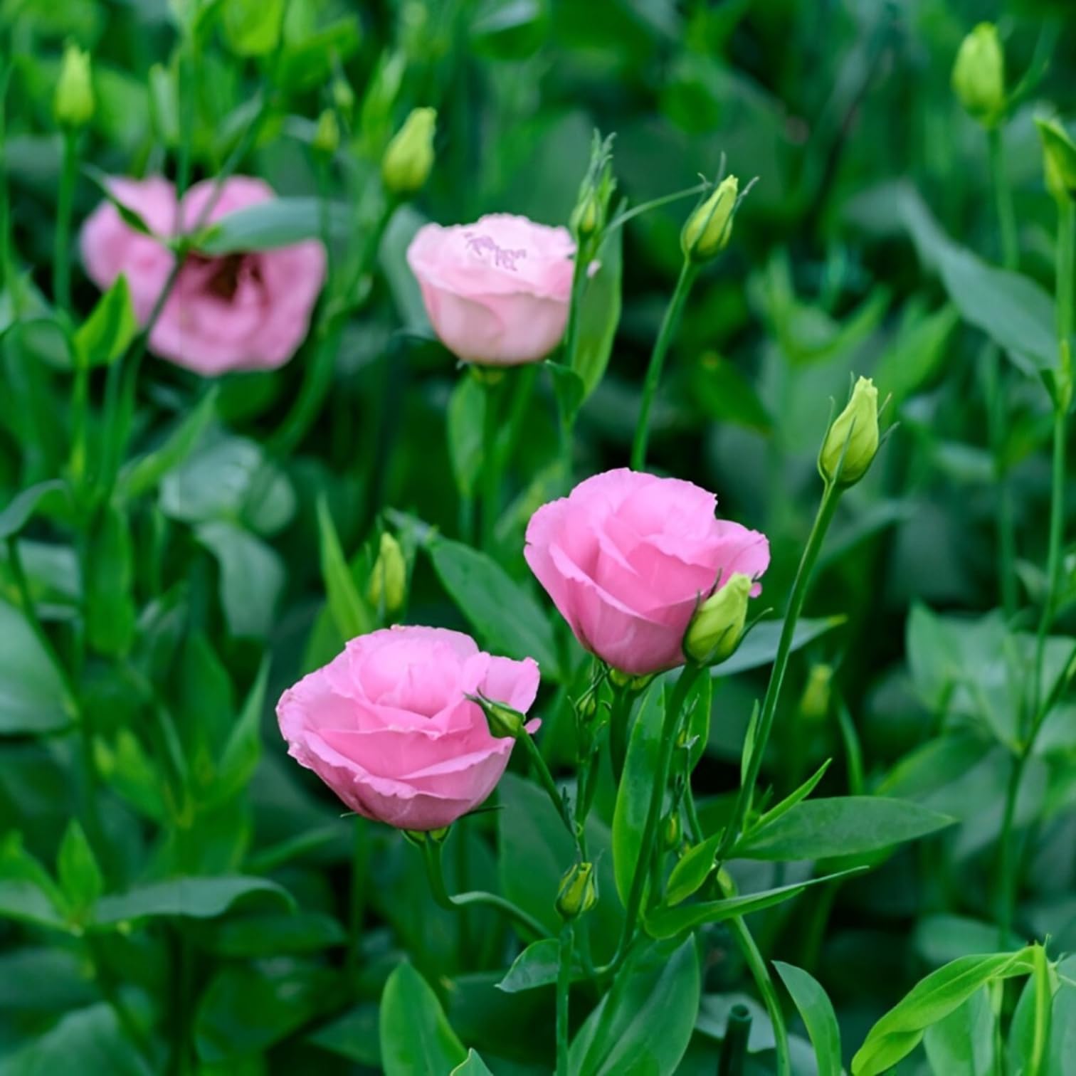 Lisianthus Plant/Eustoma plant/Prairie gentian (Multicolor, Pack of 2)-image-2