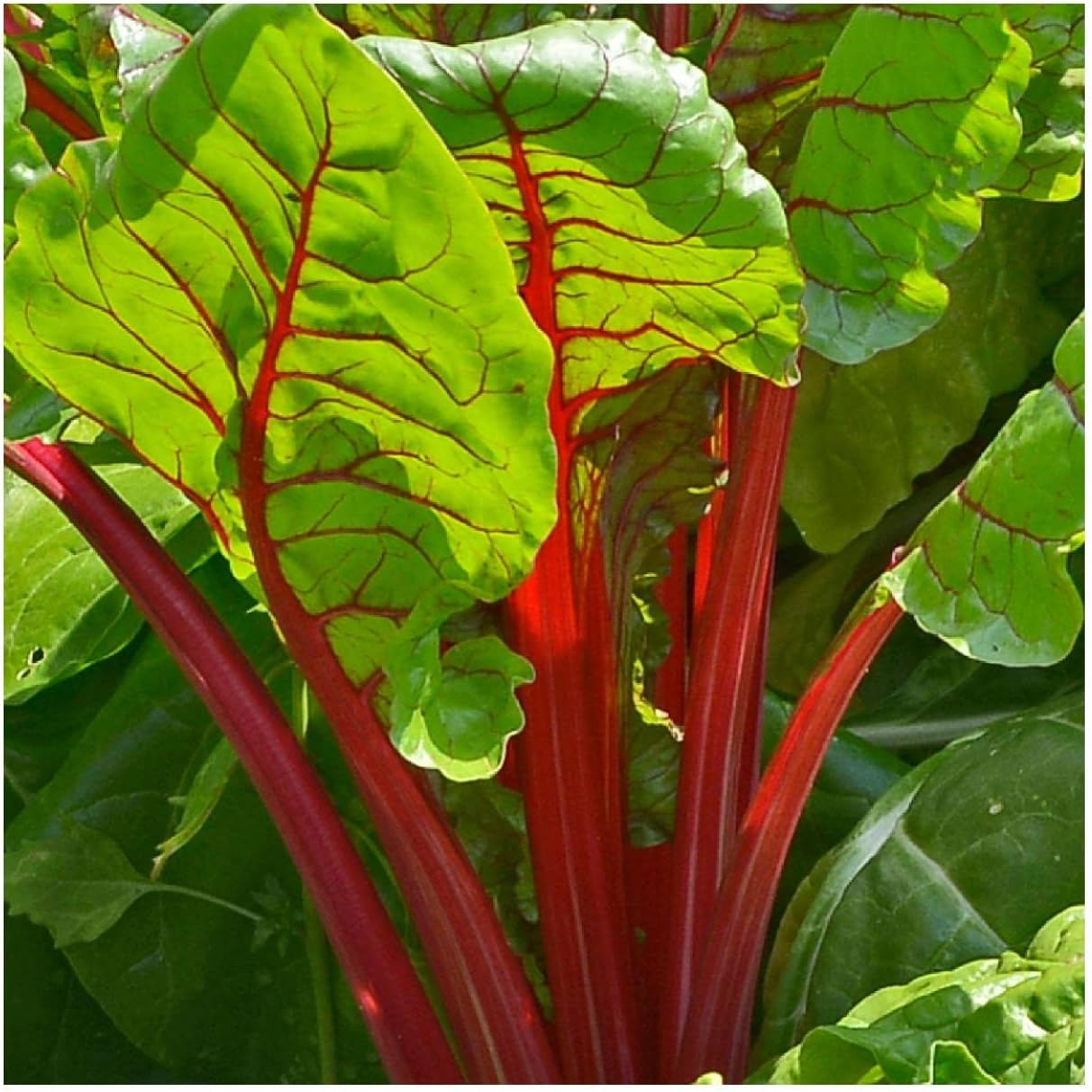 Everwilde Farms - 1 Lb Organic Ruby Red Swiss Chard Seeds - Gold Vault Packet