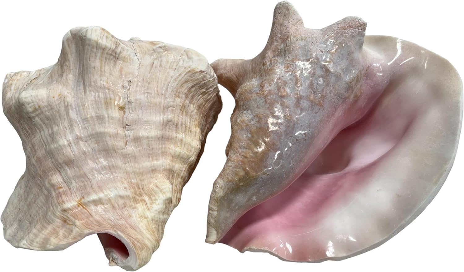 Large Bahama Conch Shell Horn - 7-9 inch