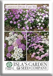 Candytuft Dwarf Fairy Mix Candytuft Seeds