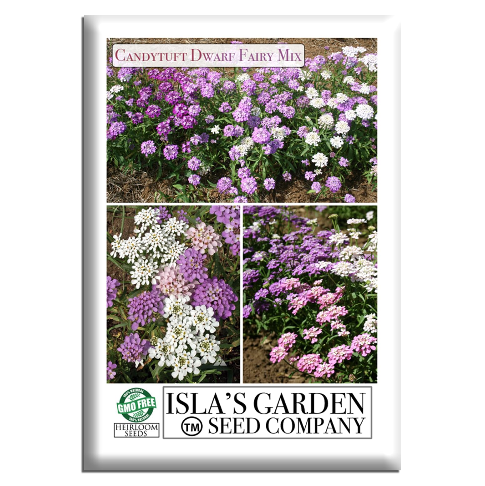 Candytuft Dwarf Fairy Mix Flower Seeds for Planting - 300+ Flower Seeds Per Packet, (Isla's Garden Seeds), Non-GMO & Heirloom Scientific Name: Iberis, Great Garden Gift