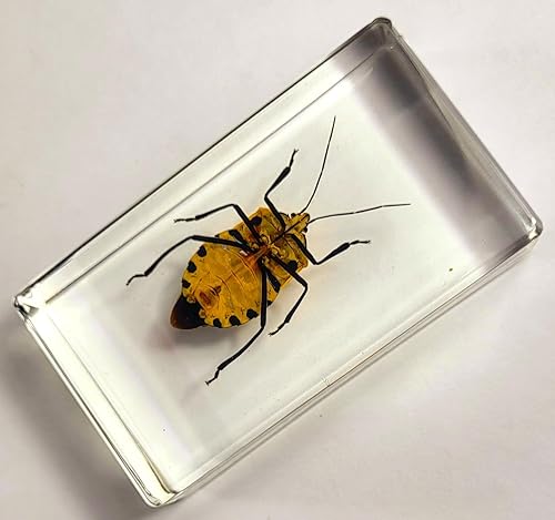 Miniatura 126 de Escarabajo de algodoncillo azul cobalto real de 1.732 in en espécimen de resina de lucita cristalina, insectos, insectos preservados, colección