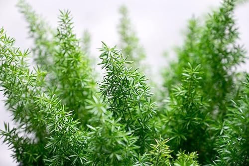 Semillas de helecho esmeralda para plantar (6 semillas) - Helecho cola de zorra, espárragos sprengeri