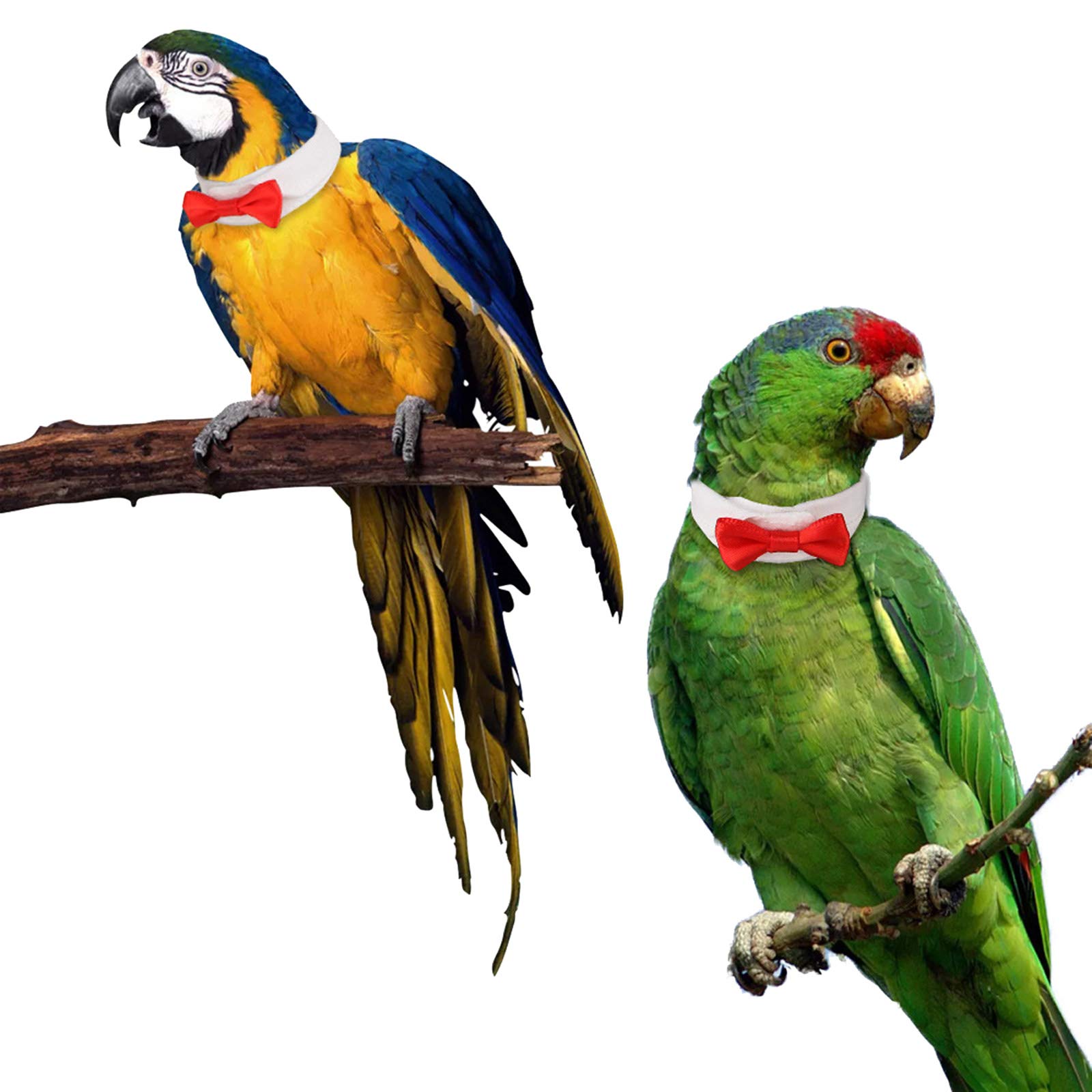 parrot bow tie