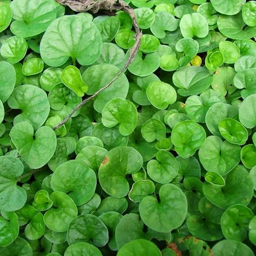 Miniatura 4 de Gotu Kola Seeds (Hydrocotyl asiatica) Más de 50 semillas de hierbas medicinales raras en cápsulas de semillas congeladas para el jardinero y