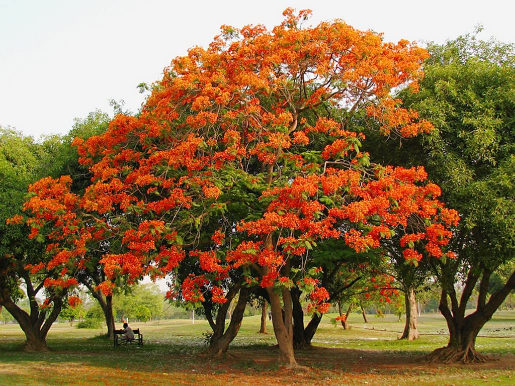 Creative Farmer Gulmohar (Delonix Regia) Best Exotic Flowering Plant Healthy Live (Healthy Live Plant) (B09SD753TQ) Amazon Price History, Amazon Price Tracker