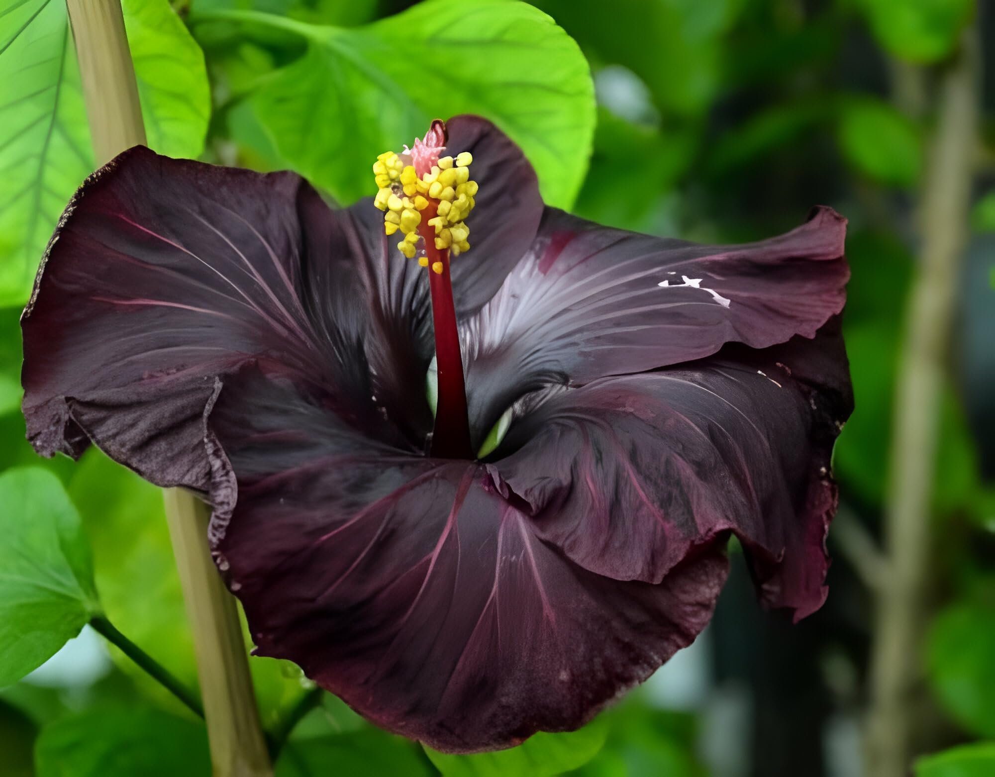 ABEFARIYA All Time Single Papdi Black Hibiscus Flower|Kala Jaba