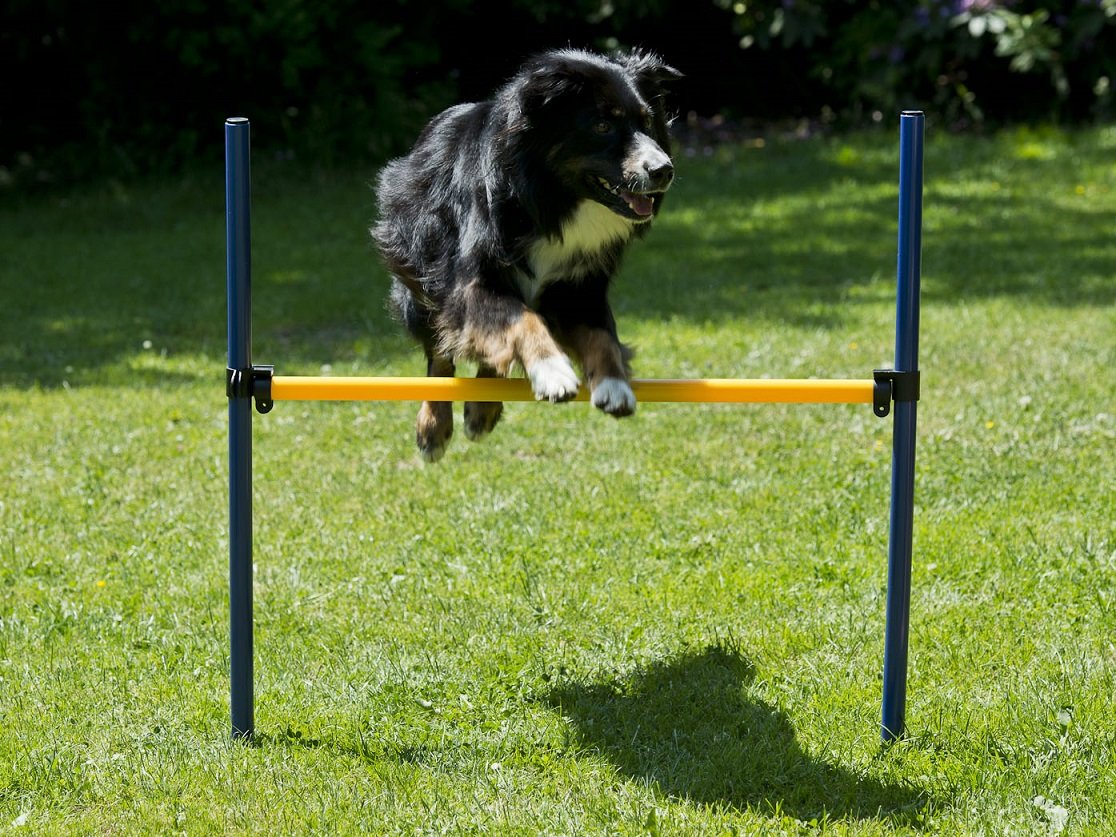 Lemodo Hundetrainings-Set, Agility, Starter-Set, Stangen + Tunnel, Agilityset, Training für Hunde