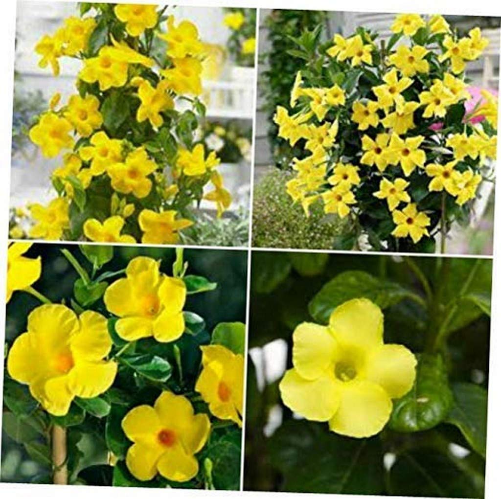 Creative Farmer Climber Live Plant Garden Plants For Home Container Mandivella Exotic Rare (1