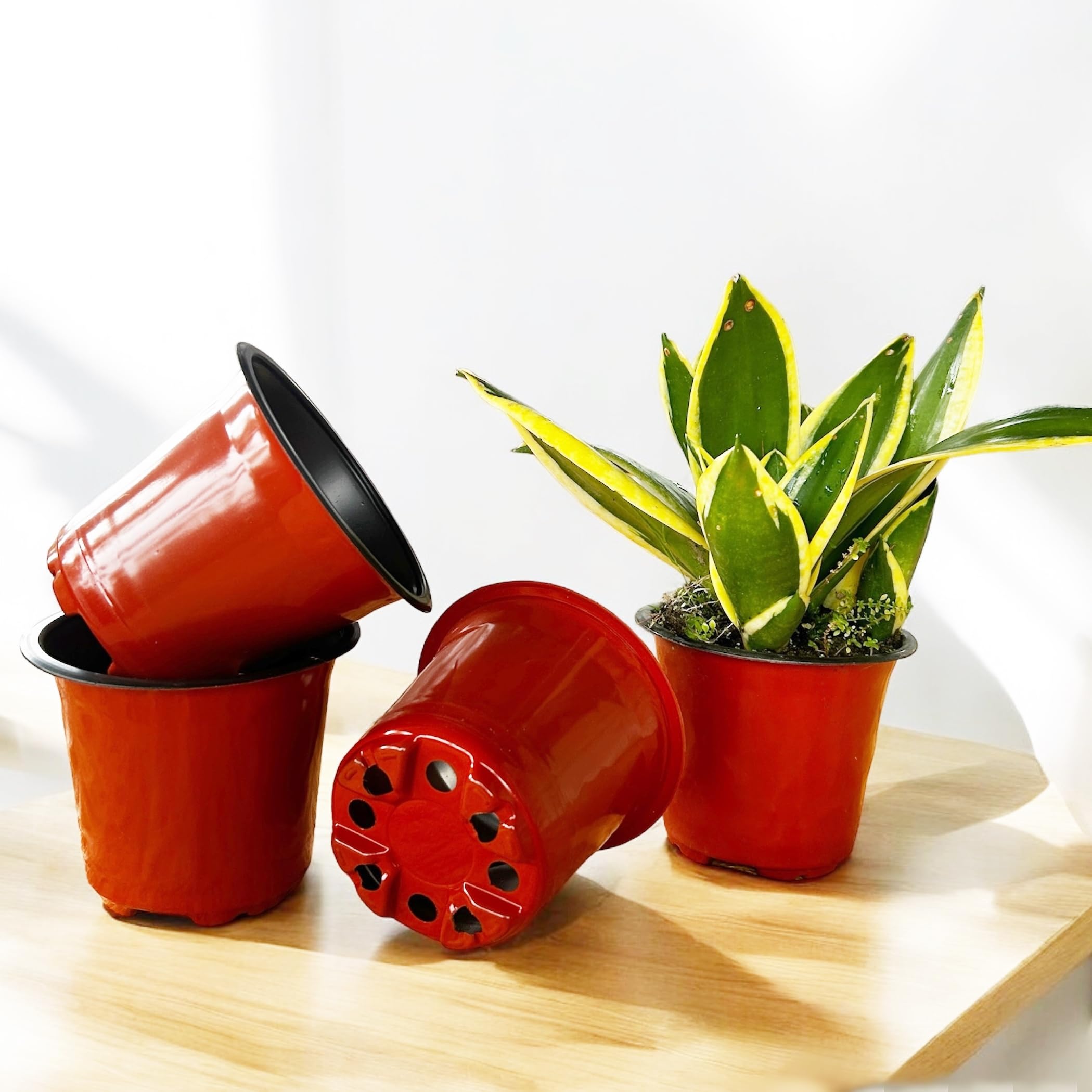 See full amazon price history chart for Saplings World Thermoformed Plastic Pots (4 Inch Size) | Terracotta Colour | Unbreakable | Multiple Holes for Better Drainage | Best for Indoor & Outdoor Plants | (Pack of 100) Saplings World Thermoformed Plastic Pots (4 Inch Size) | Terracotta Colour | Unbreakable | Multiple Holes for Better Drainage | Best for Indoor & Outdoor Plants | (Pack of 100) (B0DDYH6YFT) Amazon Price History, Amazon Price Tracker