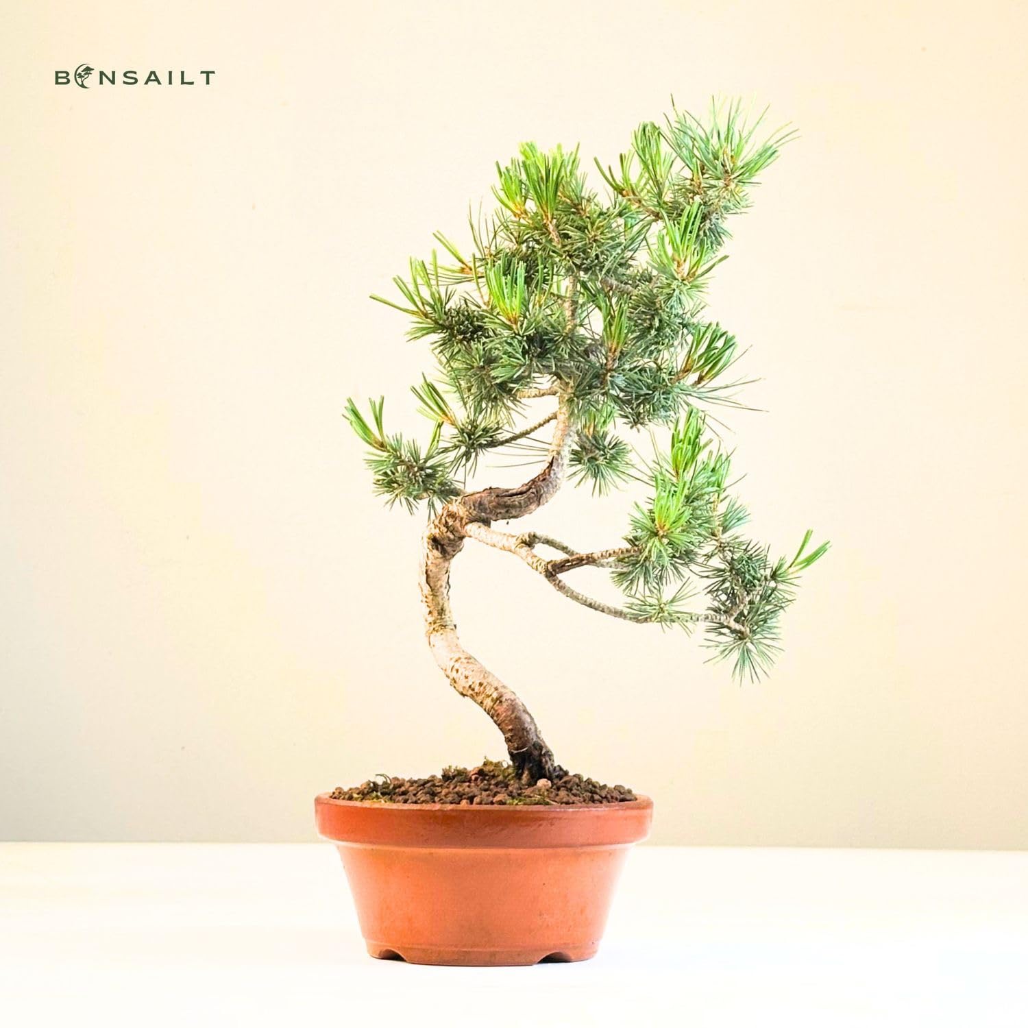 Bonsai Baum mit Keramik Blumentopf - Ligustrum, Ficus, Carmona, Podocarpus, Chinese elm - ca. 6-9 Jahre (16 cm Schale, Japan Weißer Kiefer Bonsai Pinus - ca. 9 Jahre alt, ca. 27 cm hoch)