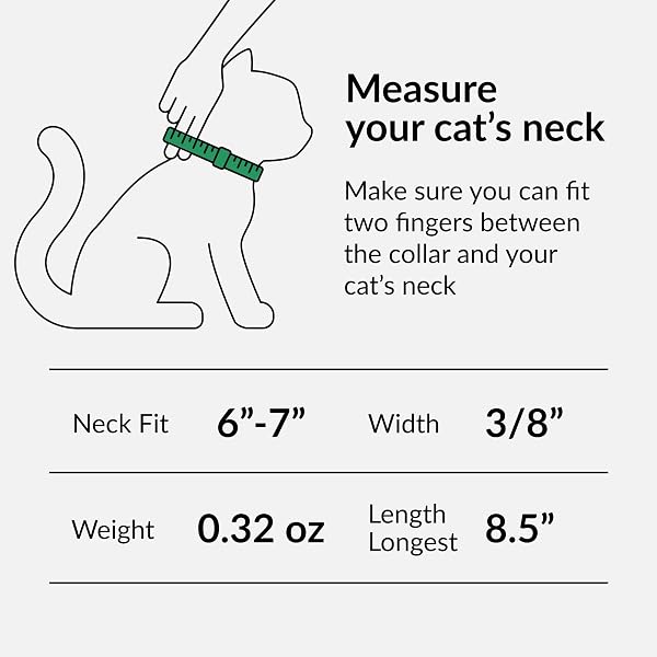 CollarDirect Collier pour Chat en Cuir de Sécurité avec Sangle Elastique, Cloche - pour Chaton - Noir, Bleu, Rouge, Orange, Vert Lime, Beige (15-18 cm) - 2