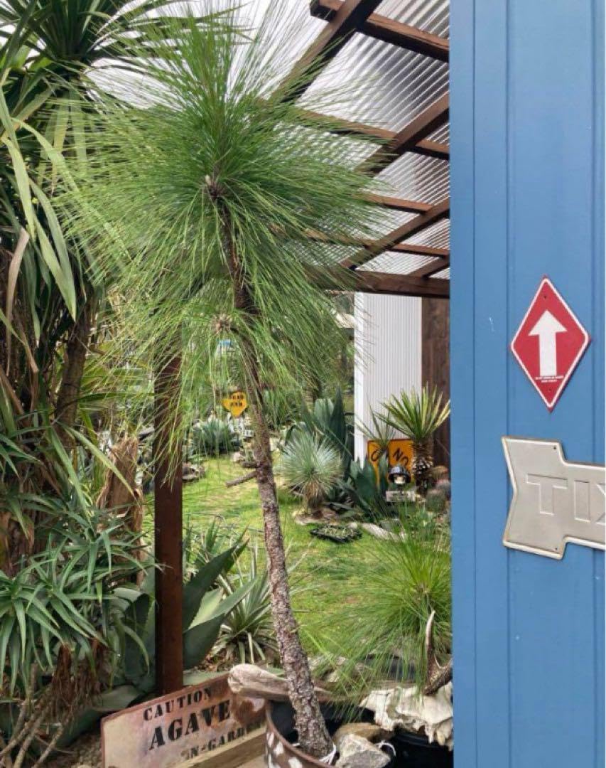 ダイオウショウ松◇南国ドライガーデン多肉サボテン　アガベ ヤシ　ユッカ　ソテツ ダイオウショウ松◇南国ドライガーデン アガベ ユッカ ヤシ ソテツ島