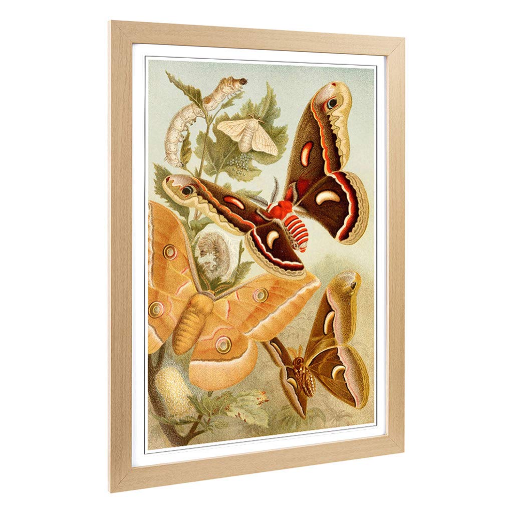 Big Box Art Framed Print of Vintage Brehms Tierleben 1911 Silkworms Design | Wall Art Picture | Home Decor for Kitchen, Living Room, Bedroom, Hallway, Oak, A2 / 24.5x18 Inch / 62x45cm