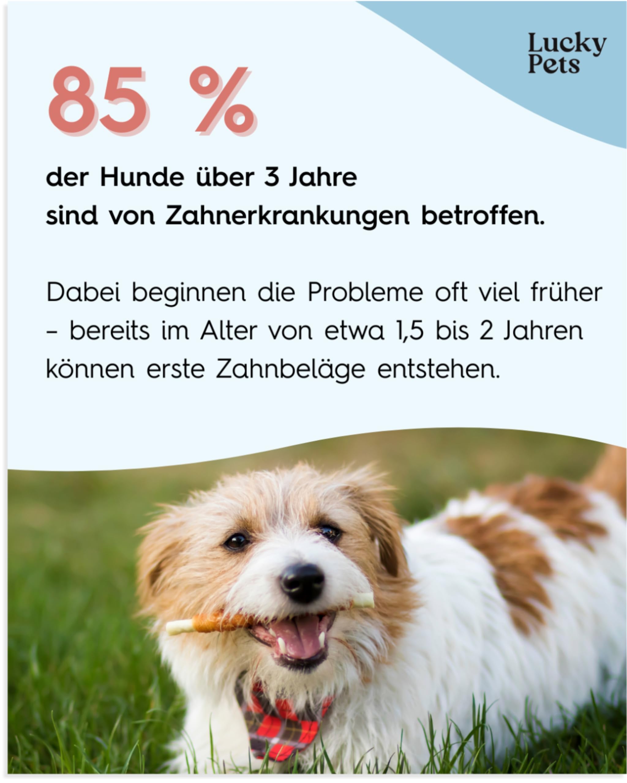 Zahnpflege Pulver für Hunde 250 g – Hunde Zahnsteinentferner und Mundgeruch-Stopper – 100% natürliche Zahnreinigung ohne Zahnbürste – Made in Germany – Zahnpflege Hund