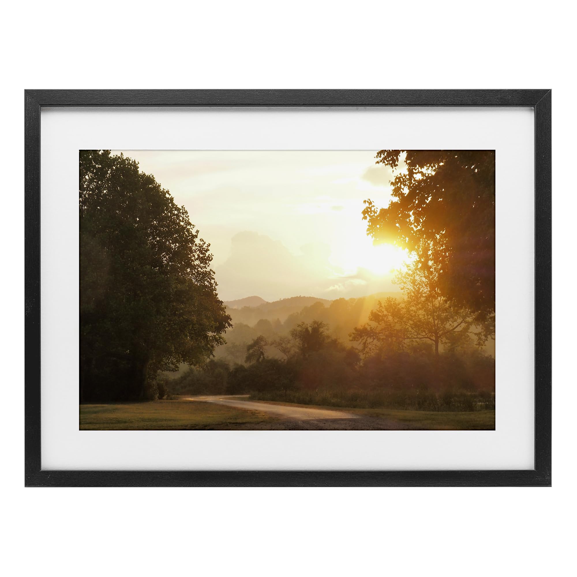 Stupell Industries Golden Morning Sunbeams 'Golden Morning Between Trees'| Framed Print Under Glass