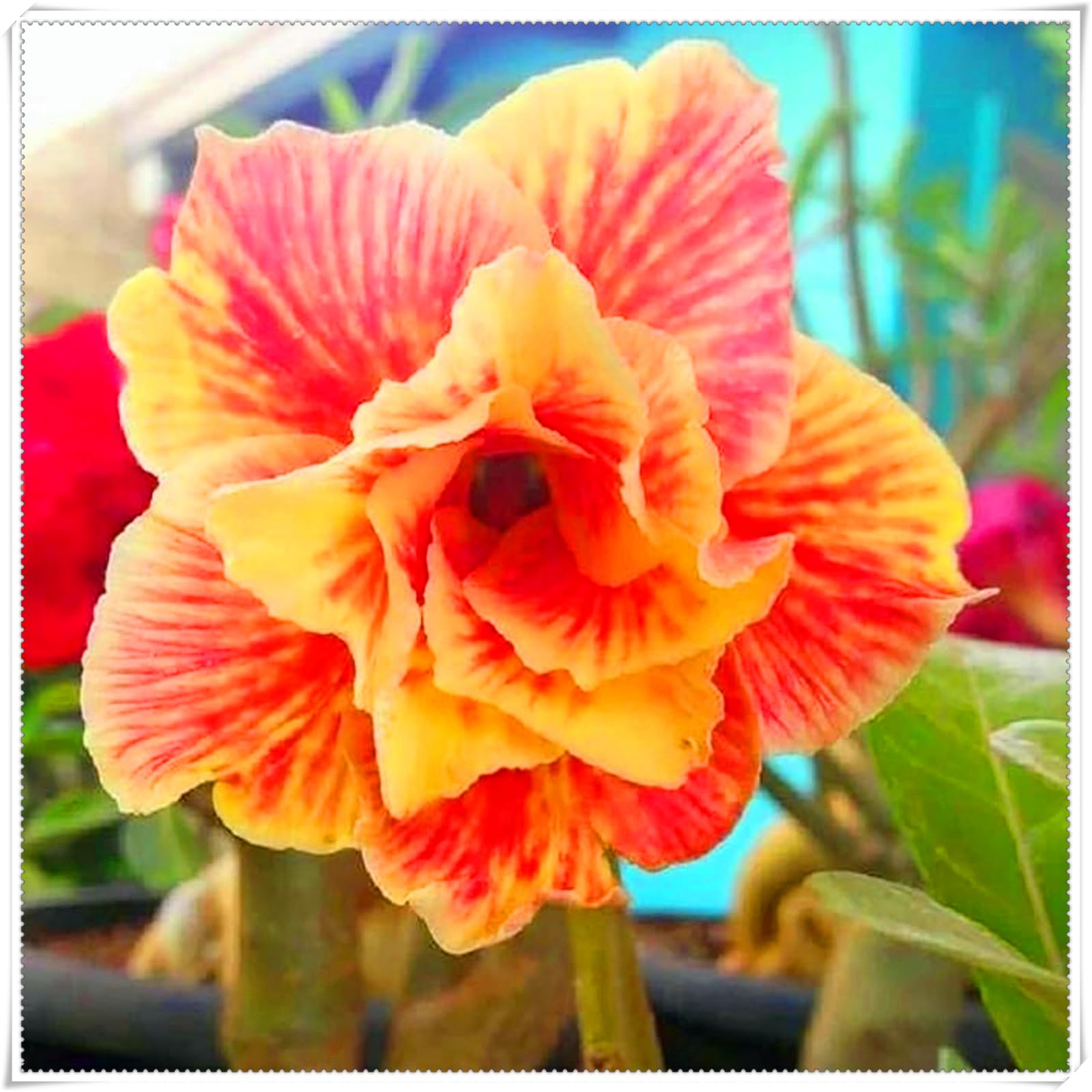 Perennial, Brilliant Desert Rose Bulbs,for Stunning Garden Displays-4 Bulbs-F