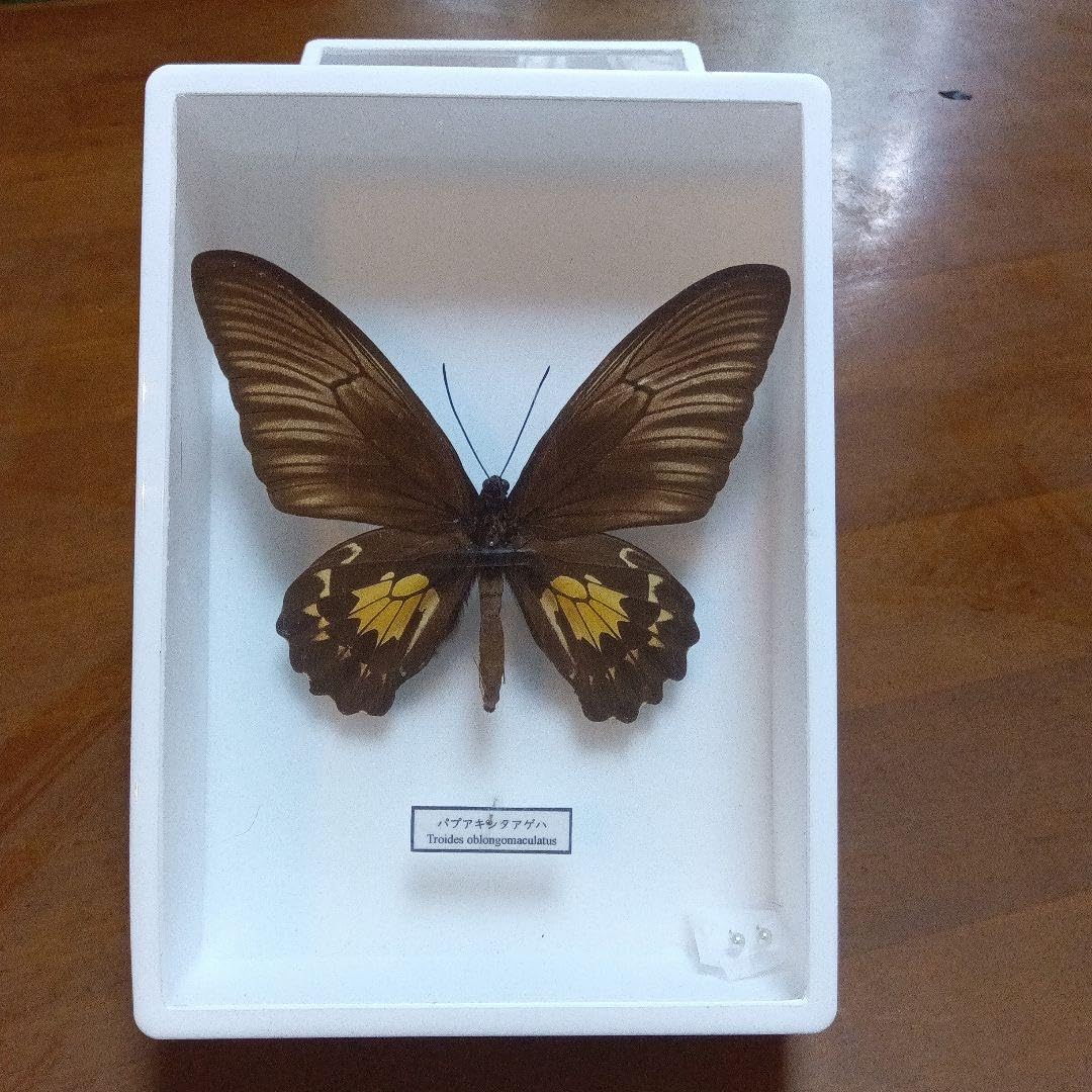 激レア‼️カグヤキシタアゲハpair 蝶標本 購入 激レア‼️カグヤキシタ