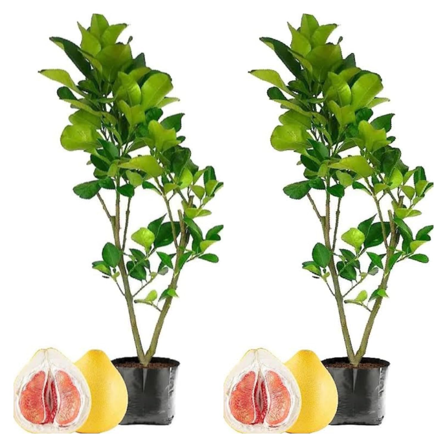 POMILO/BATABI LEBU (PACK OF 2) - All Time Variety Grafted Fruit Live Plants & Tree