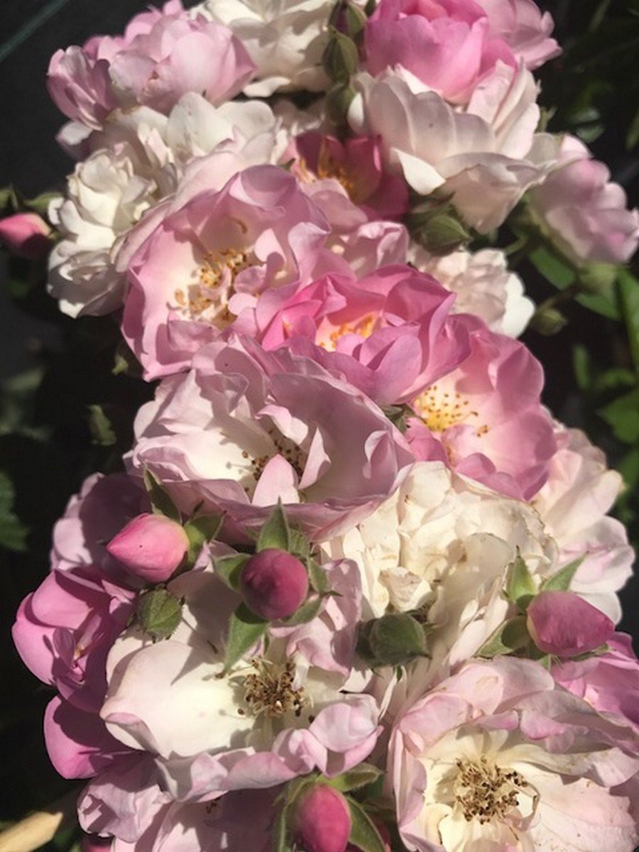 Ramblerrose Blush Rambler im 7 Liter Rosentopf