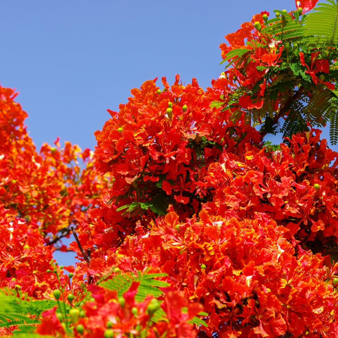 M-Tech Gardens Rare Gulmohar Flowering Plant (Red Gulmohar, Hybrid) Exotic 1 Live Ornamental Plant (B0BSSQR7RS) Amazon Price History, Amazon Price Tracker